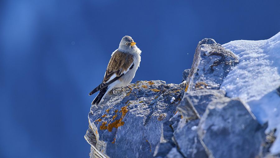 Aves da montanha,