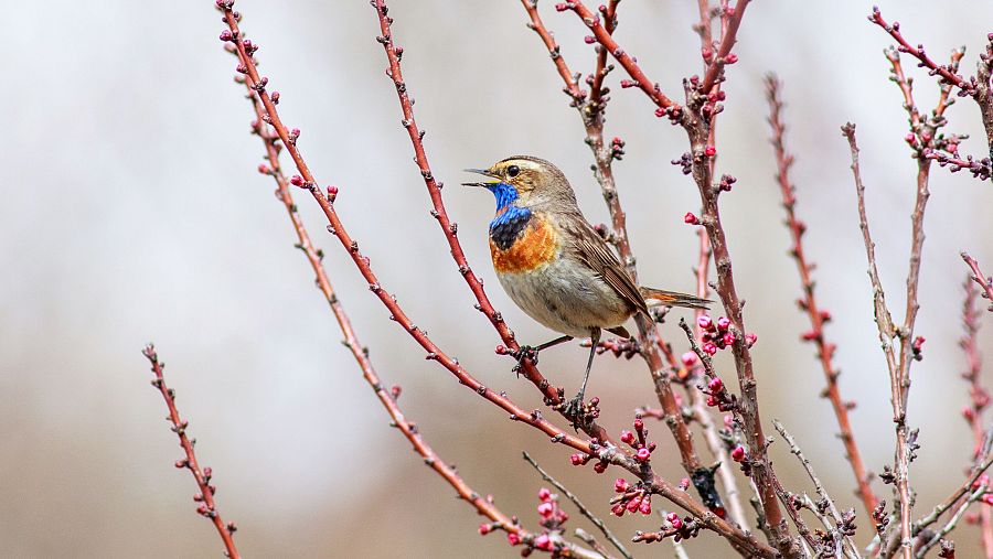 Aves da montanha,