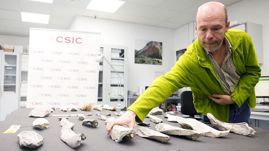 Investigador analiza huesos antiguos con marcas de manipulación, posiblemente herramientas de Homo erectus.  Imagen relacionada con estudio sobre tecnología prehistórica.