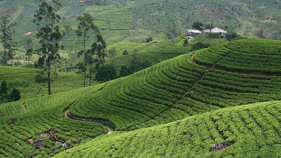 Paisaje de exuberantes plantaciones de té en las montañas de Sri Lanka, donde se cultiva uno de los tés más apreciados del mundo
