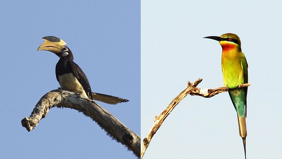 El majestuoso cálao oriental (Anthracoceros albirostris) y el colorido abejaruco cola de golondrina (Merops philippinus), dos especies emblemáticas de Sri Lanka, captadas en su hábitat natural