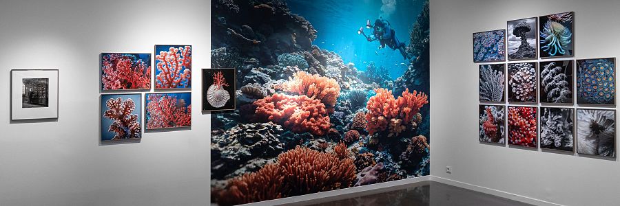 'Lo que Darwin se perdió' de Joan Fontcuberta