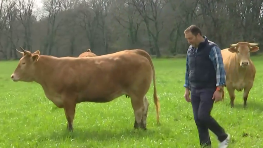 Superman compra vacas