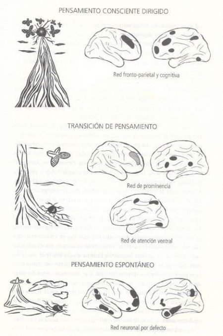 Redes cerebrales asociadas a las transiciones de pensamiento