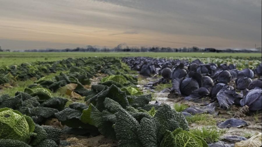 Dos hileras de coles, una verde oscuro y otra morada, en un huerto con suelo húmedo.  Fondo con campo verde y árboles, cielo anaranjado y rosado.