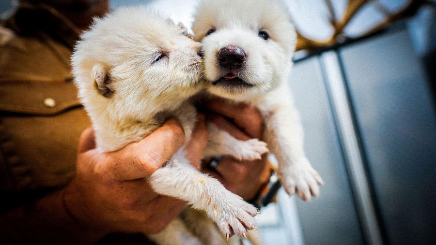 Dos ejemplares de lobos 'huargos'