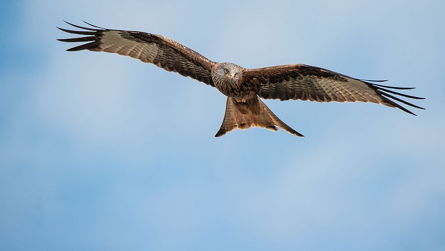 Milano real en vuelo