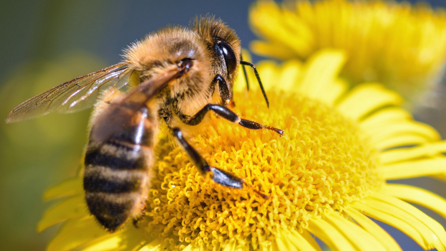 Abeja peluda con franjas negras y doradas sobre flor amarilla, recolectando polen; alas translúcidas visibles; patas sujetas a pétalos.