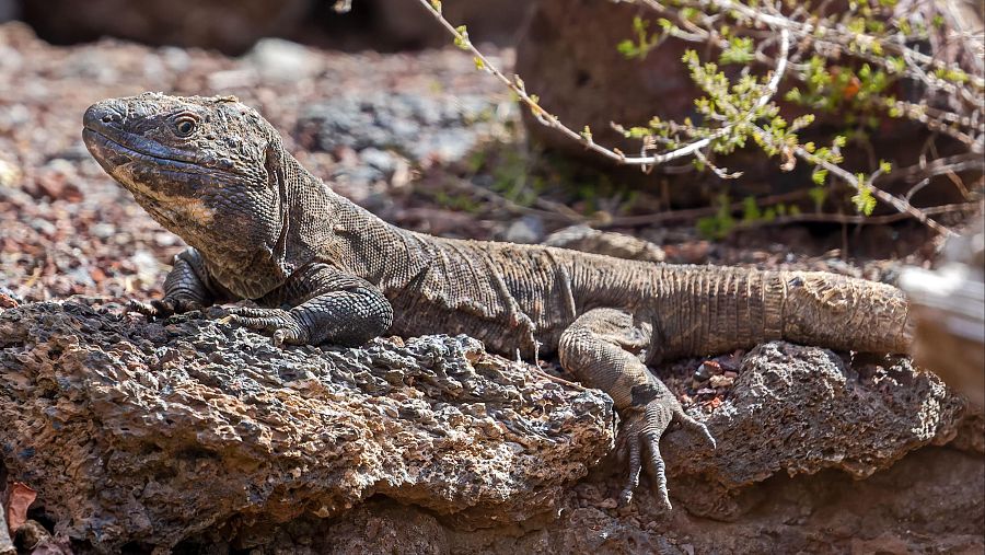 Ejemplar de 'gallotia simonyi'.