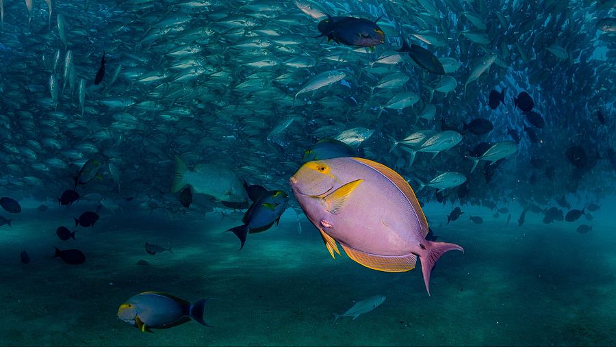 Vibrante escena submarina con un banco de peces pequeños y un pez rosa-violeta destacado. Diversidad de peces y colores en el arrecife.