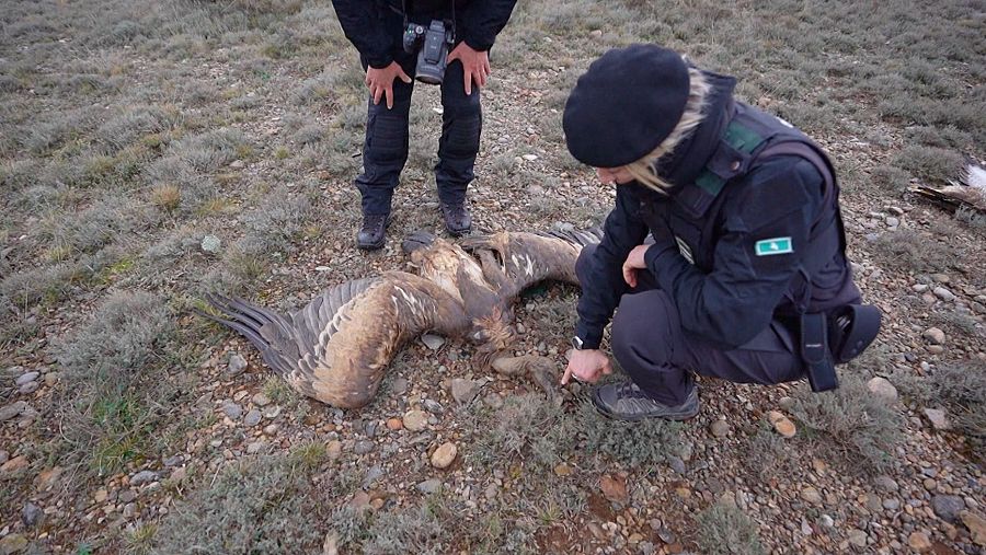 El grupo de venenos y antifurtivismo localiza un buitre muerto y analiza las causas