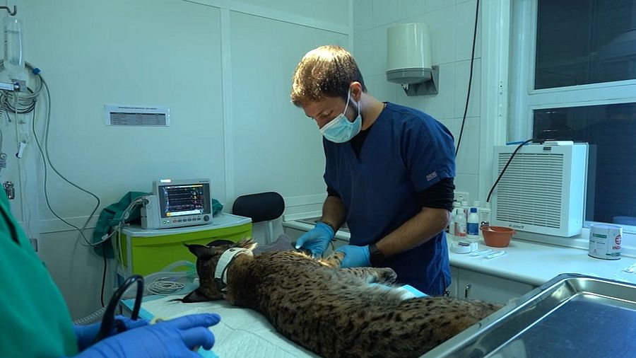 El lince fue capturado en los Montes de Toledo por el alto riesgo de atropello en la zona en la que se encontraba