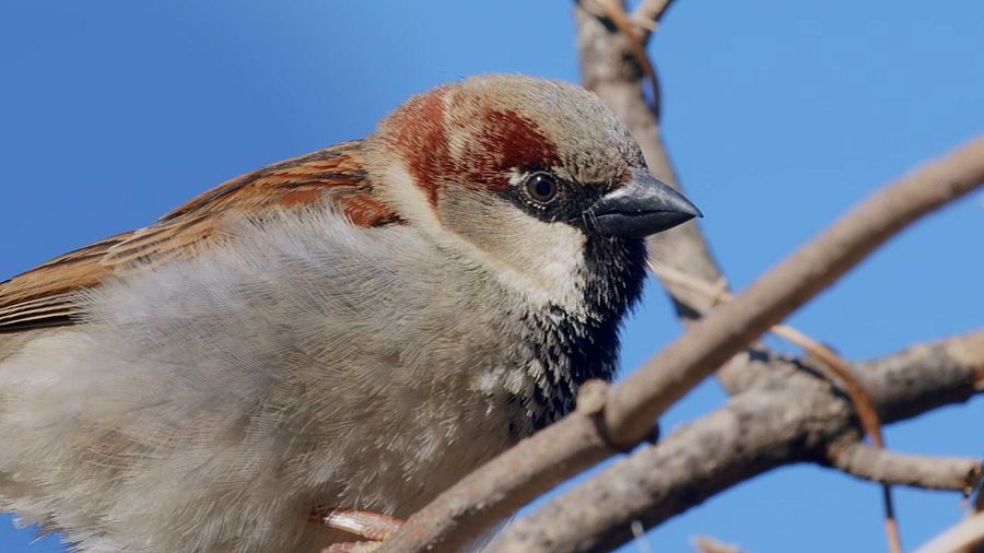 La población europea de gorrión común se ha reducido a la mitad en los últimos 25 años
