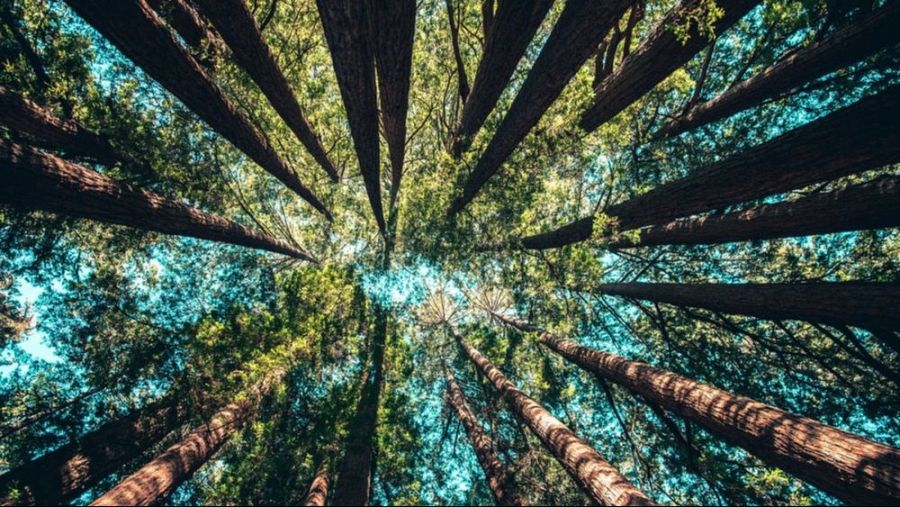 Majestuosos árboles, probablemente secuoyas, vistos desde abajo. Troncos marrones rojizos y follaje verde contra un cielo azul claro.