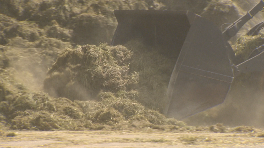 Pala excavadora depositando heno seco en terreno marrón; el forraje levanta polvo al caer.