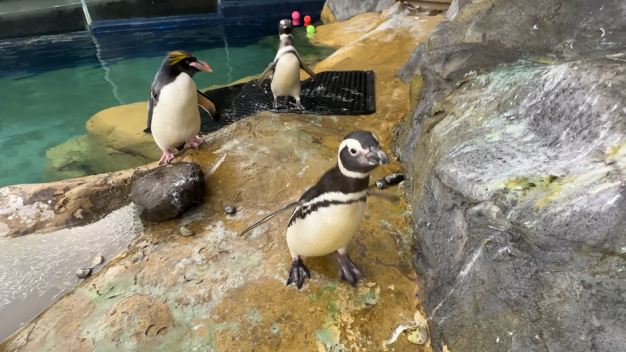 Tres pingüinos, uno pequeño y dos adultos con franjas amarillas en la cabeza, en un recinto con rocas y un estanque con juguetes flotantes.