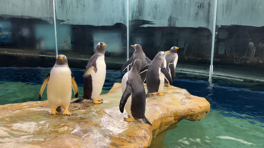 Grupo de siete pingüinos sobre roca, cerca del agua y tras una pared de cristal.  Variación en tamaño y orientación de los animales.