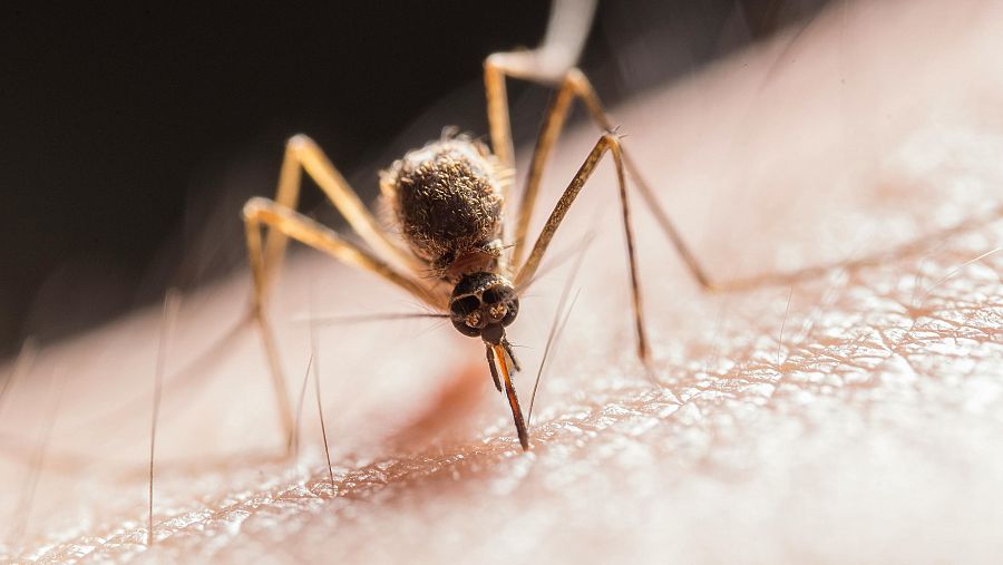 Mosquito alimentándose, probóscide insertada en piel humana.  Macrofotografía con gran detalle de la interacción insecto-piel. Fondo oscuro.