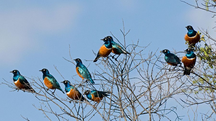 Estorninos soberbios: la crianza cooperativa los protege de la extinción
