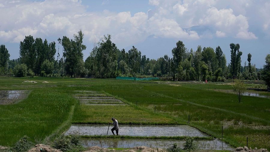 Agricultor trabajando en un campo de arroz con parcelas rectangulares, árboles al fondo y cielo parcialmente nublado.