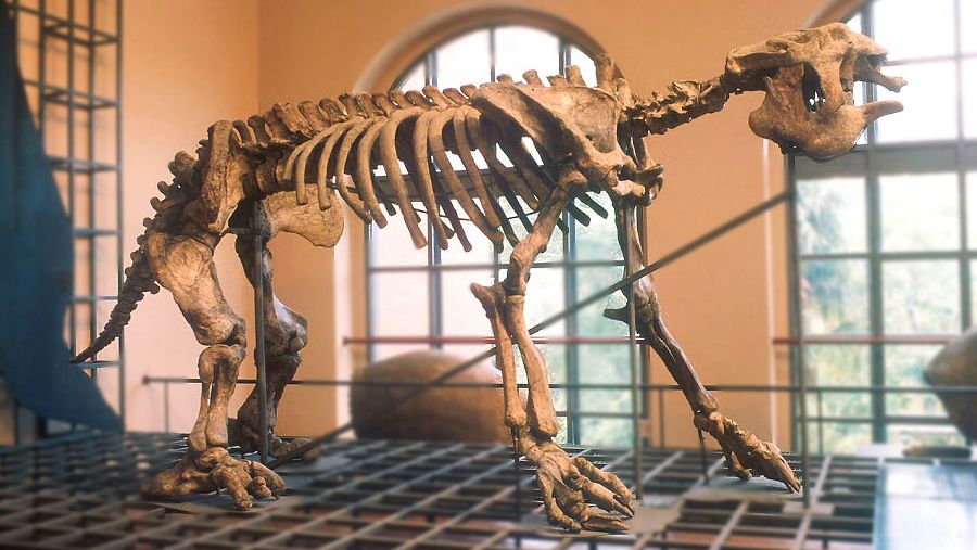 Esqueleto de megaterio en museo: cráneo alargado, costillas prominentes, larga cola y garras visibles en patas. Fondo con pared salmón y ventana.