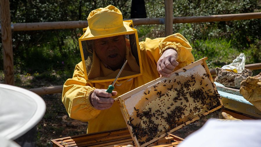 Apicultor manipula panal sin guantes