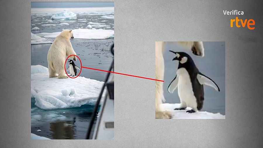 Ilusión óptica: pingüino con dos cabezas debido a la posición de la pata de un oso polar. Imagen secundaria amplía la zona para aclarar la ilusión.  Verificación RTVE.