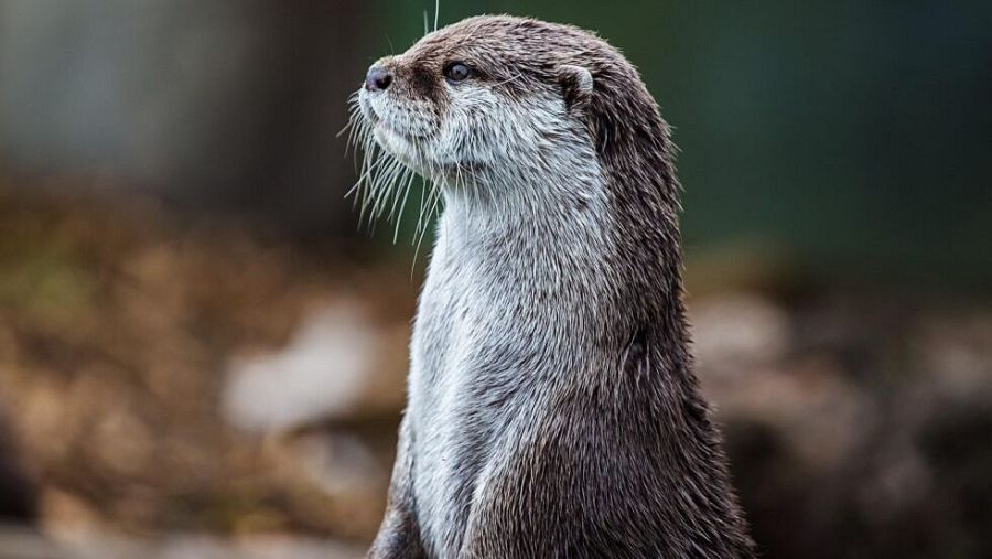 La nutria euroasiática