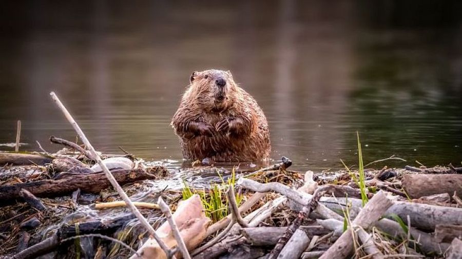 El castor europeo