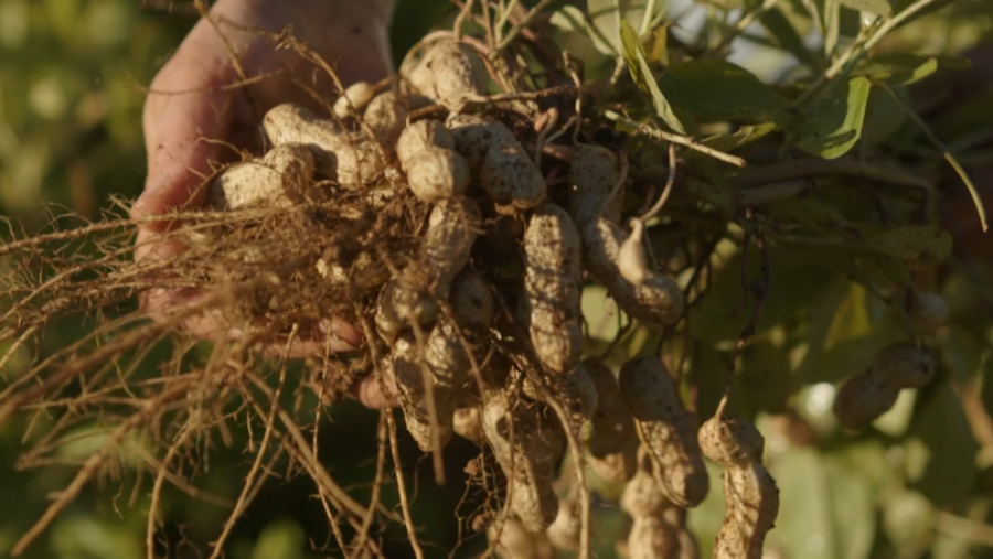 Cacaos del collaret recién cosechados, con raíces y tierra, sostenidos por una mano.