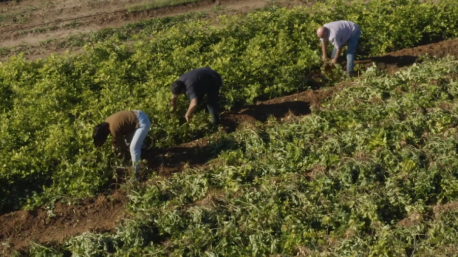 Recolección de cacaos en un campo: tres personas agachadas, trabajando en surcos de tierra entre plantas bajas. Perspectiva aérea.