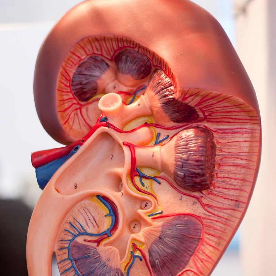 Modelo anatómico de riñón mostrando corteza, médula, pelvis renal, uréter y vasos sanguíneos.  Partes numeradas.