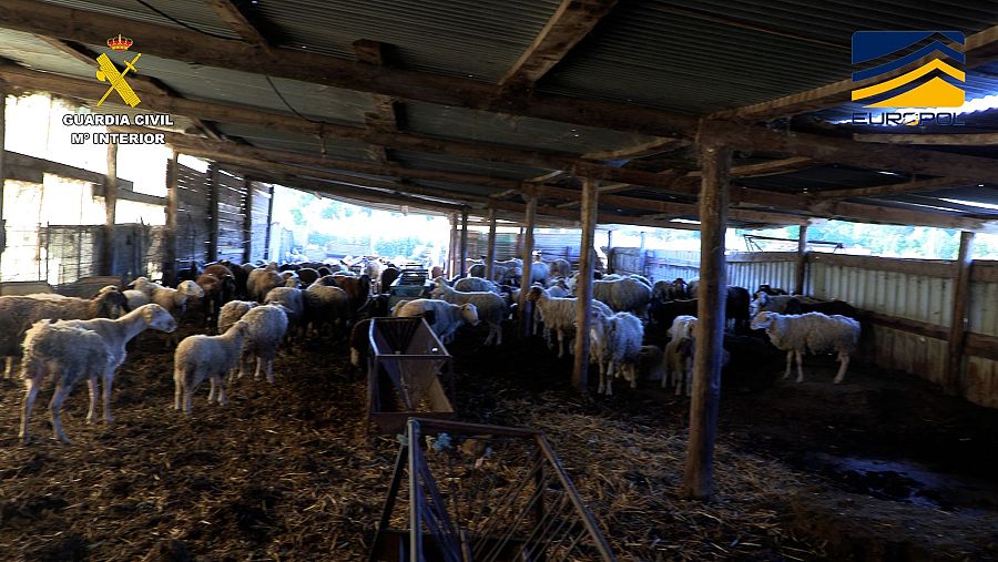 Más de 350 animales han tenido que ser sacrificados por malformaciones, inanición y enfermedades