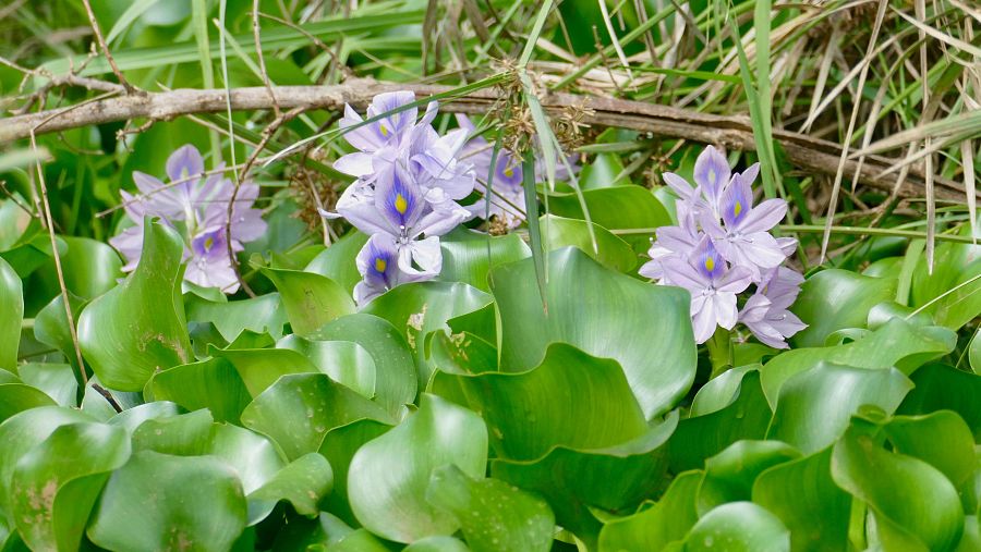 El jacinto de agua, especie invasora con un alto impacto económico