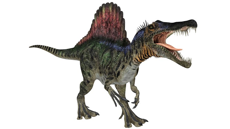 Ilustración de un Spinosaurus: postura dinámica, boca abierta, garras extendidas.  Cuerpo verde oscuro con manchas claras, vela dorsal con degradado rojo-naranja a azul-verdoso. Fondo blanco.