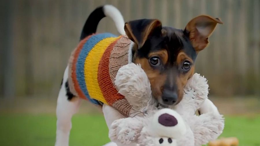 En 'Dog house', parejas y personas de todo tipo buscan a un fiel amigo en busca de una nueva vida