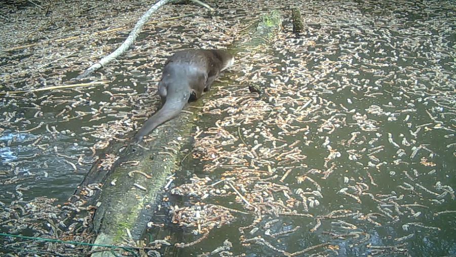 Nutria caminando sobre tronco en agua con vegetación y red visible. Pelaje marrón oscuro, entorno natural.