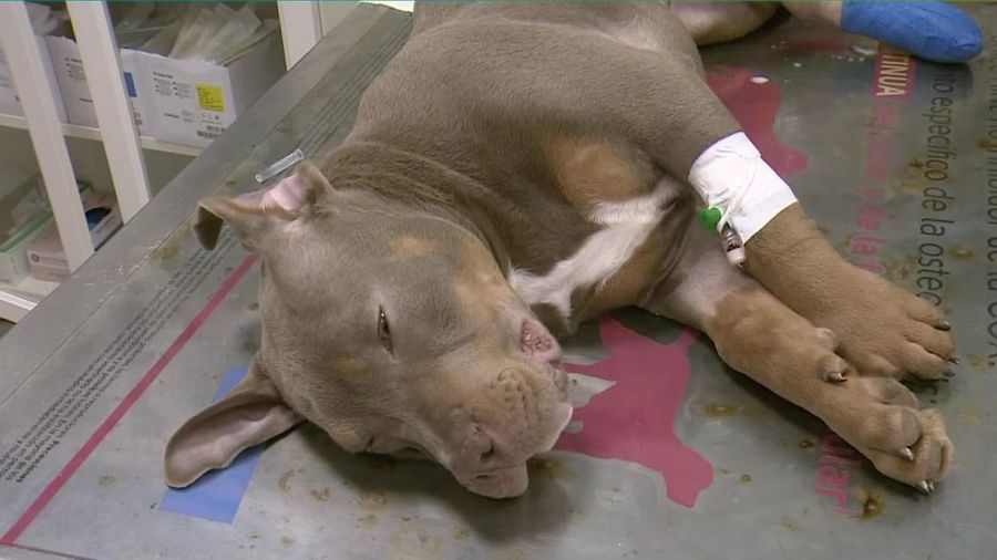 Els símptomes de la calor en els animals de companyia són fàcilment visibles.