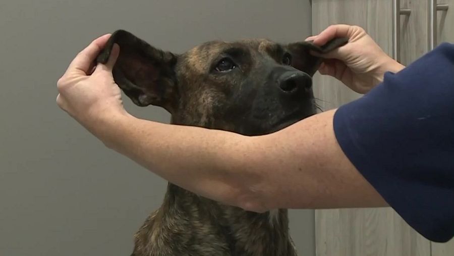 El primer que cal fer quan un animal rep un cop de calor és portar-lo al veterinari.