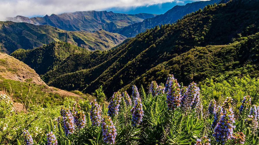 El Parque Nacional de Garajonay, con flores de tajinaste azul, una planta endémica de Canarias que florece con fuerza en primavera