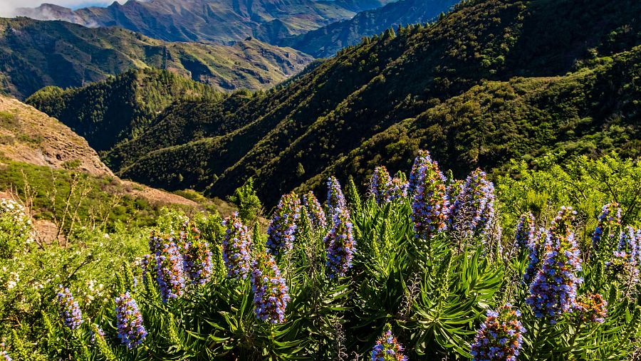 El Parc Nacional de Garajonay