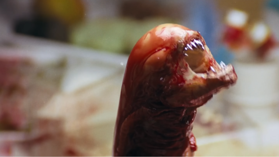 Un Chestburster de Alien (1979) recién nacido, pequeño, rojo oscuro y viscoso, emerge de un pecho.  Horror y violencia.