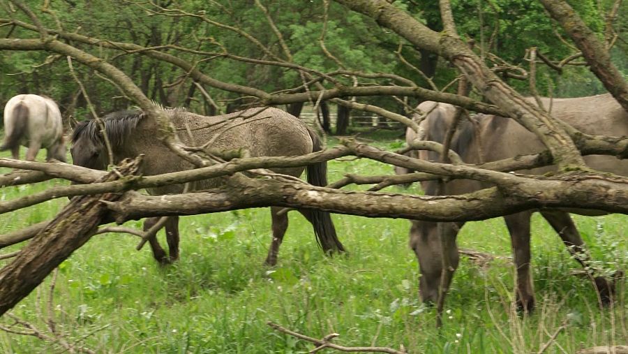 Los caballos de Konic han sido introducidos en la reserva para que modelen el paisaje