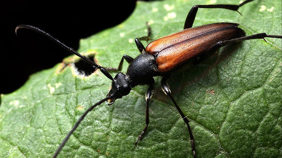 Escarabajo bombardero sobre hoja verde con agujero; cabeza y patas negras, cuerpo marrón rojizo, antenas largas.