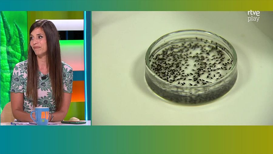 Augmenten les picades de la mosca negre a l'Ebre.