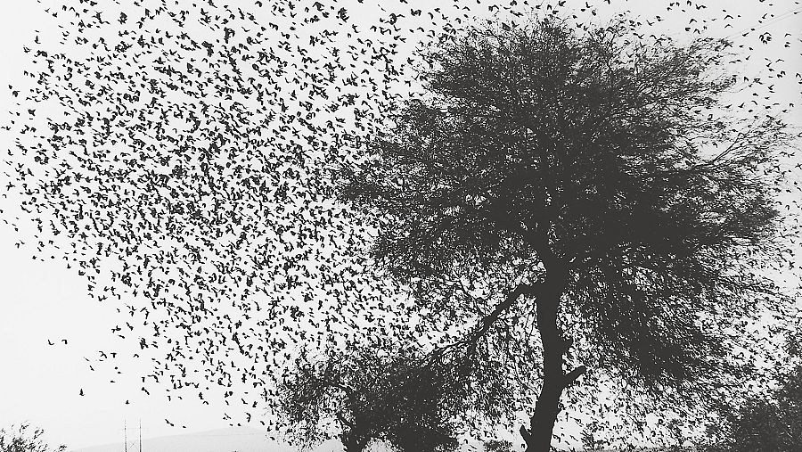 Graciela Iturbide en 'Cuando habla la luz' refleja un México mágico