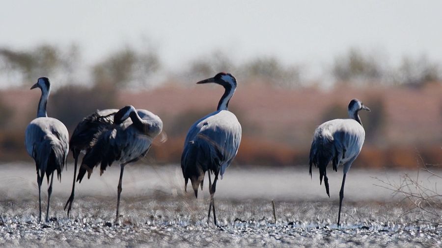 Grullas en la laguna del Hito