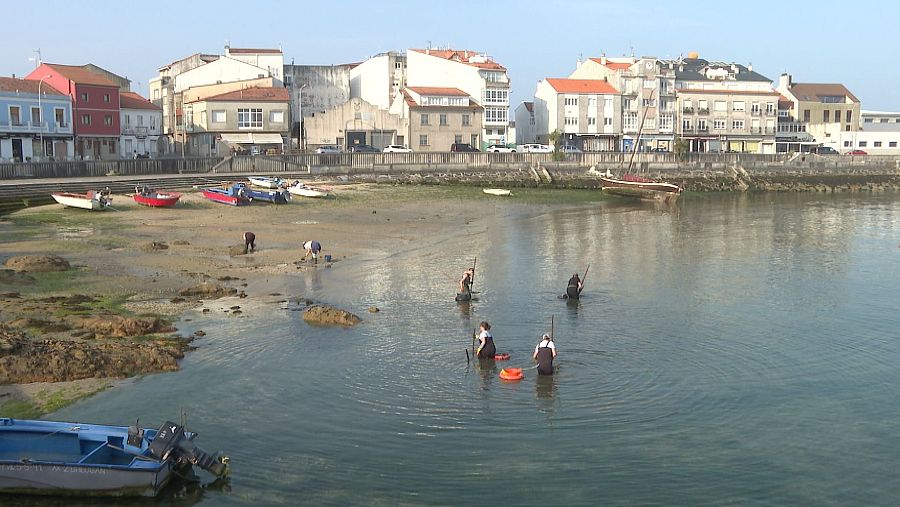 Mujeres recolectando marisco en aguas poco profundas, usando herramientas y trajes de agua oscuros.  Barcos en la orilla y edificios al fondo.
