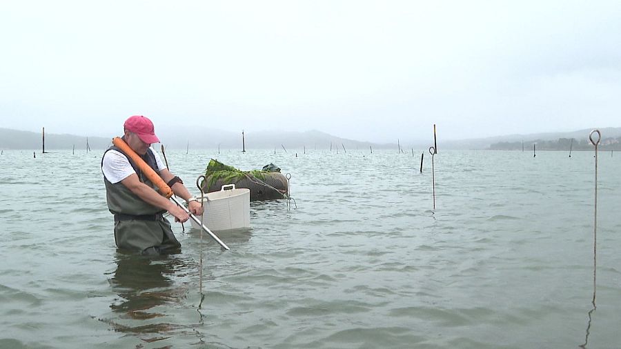 Parquista en ría con vadeadores, gorra roja y chaleco naranja, usando una vara larga cerca de un cubo blanco. Postes marcan parcelas acuícolas.