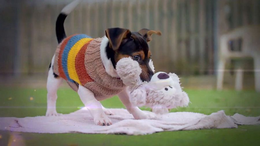 'Dog House', el programa de adopción de perros conducido por Chenoa, aterriza en RTVE: así puedes ver el estreno